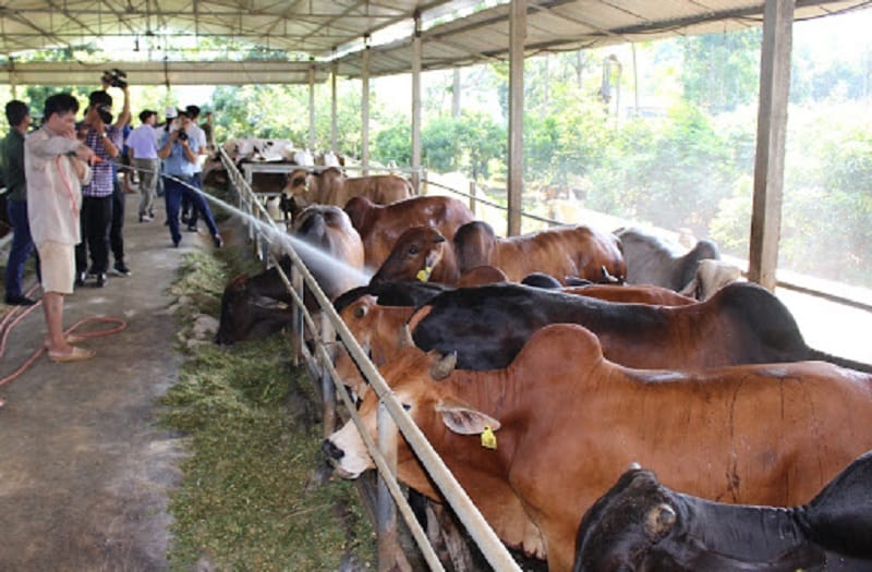 Giải pháp quy hoạch trang trại bò cho chăn nuôi phát triển bền vững