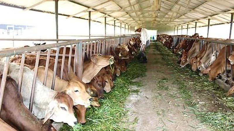 Chăn nuôi trang trại quy mô vừa: Từ 30 đến dưới 300 đơn vị vật nuôi