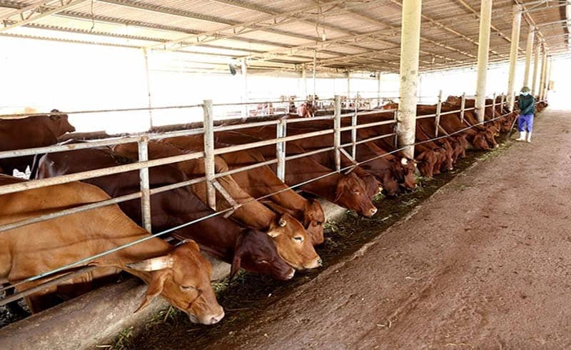 Giải pháp về chuồng trại cho trang trại bò để tiết kiệm đất cho sản xuất nông nghiệp
